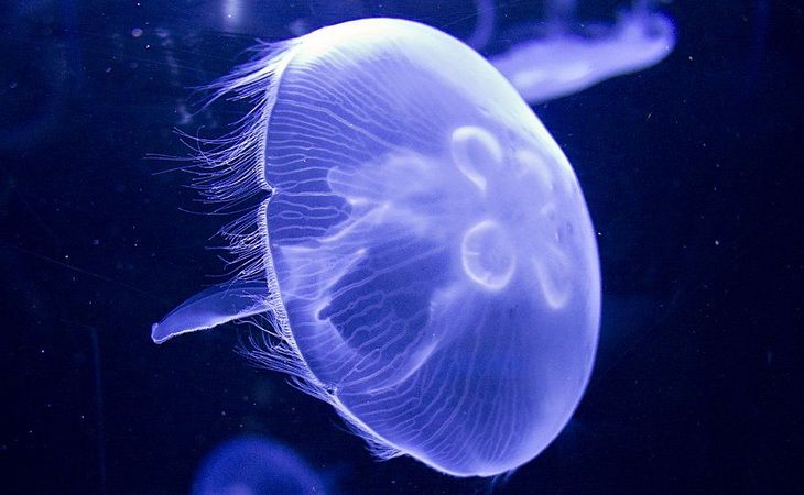 Опасные медузы на Пхукете 2026 — что важно знать туристам из Узбекистана перед поездкой в Таиланд